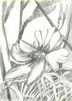 "Like The Sun" by Mary Lou Lindroth, Rockton IL - Pencil